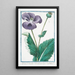 Papaver hortense nigro semine sylvestre Discoridis nigrum Plnii Pavot noir - Giorgio Bonelli — oprawiony obraz na ścianie