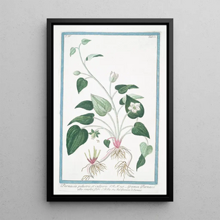 Giorgio Bonelli - Parnassia palustris et vulgaris Gramen Parnassi albo simplici flore Gramicia di Parnaso Northern grass of Parnassus.webp