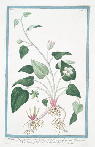 Giorgio Bonelli - Parnassia palustris et vulgaris Gramen Parnassi albo simplici flore Gramicia di Parnaso Northern grass of Parnassus.webp