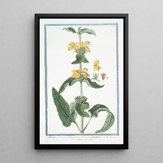 Giorgio Bonelli - Phlomis fruticosa Salvi folio latiore et rotundiore Salvia Salvatica Jerusalem Sage.webp