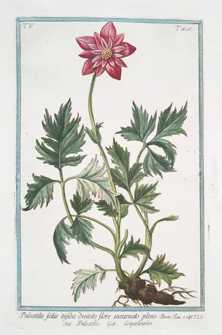 Giorgio Bonelli - Pulsatilla foliis trifidis denlatis flore incarnato pleno Pulsatilla Coquelourde Pasque Flower Wind Flower Meadow Anemone Passe Flower Easter Flower.webp