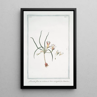 Giorgio Bonelli - Romulea flore ex violaceo et luteo variegato.webp