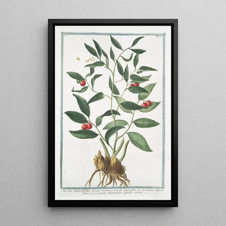 Giorgio Bonelli - Ruscus angustifolius fructu summis ramulis innascente Lauro Alessandrino Laurier Alexandrin a feuilles troites.webp