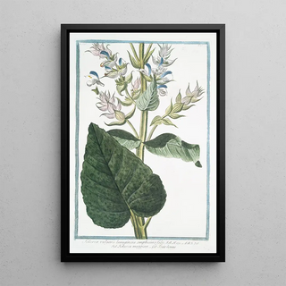 Giorgio Bonelli - Sclarea vulgaris lanuginosa amplissimo folio Sclara maggiore Toutebonne Common Sage.webp