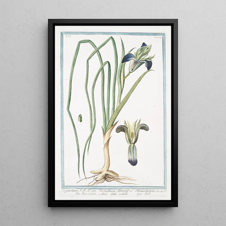 Giorgio Bonelli - Sisryrinchium Irisbulbosa Hort Hermodactylus Ermodattilo o fiore della vedoua Iris Blue eyed grass.webp