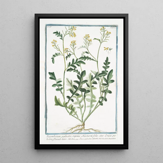 Giorgio Bonelli - Sisymbrium palustre repens Nasturtii folio sive Eruca palustris flosculo luteo Hedge mustard.webp