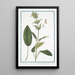 Stachis latifolia majeure à feuilles vert foncé et fleur casquée ferrugineuse Stachide à fleur variée Grande ortie - Giorgio Bonelli — oprawiony obraz na ścianie