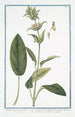 Stachis latifolia majeure à feuilles vert foncé et fleur casquée ferrugineuse Stachide à fleur variée Grande ortie - Giorgio Bonelli — widok dzieła
