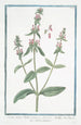 Stachys minor Italica Stachys Sauge des montagnes Ortie des haies Bétoine Herbe à plaie - Giorgio Bonelli — widok dzieła