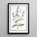 Stachys minor Italica Stachys Sauge des montagnes Ortie des haies Bétoine Herbe à plaie - Giorgio Bonelli — oprawiony obraz na ścianie