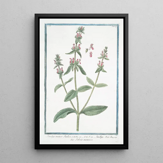 Giorgio Bonelli - Stachys minor Italica Stachys Salvia Montana Hedge nettle Betony Wundwort.webp