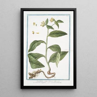 Giorgio Bonelli - Symphytum majus tuberosa radice Consolida maggiore Le Grande Consoude Common Comfrey.webp