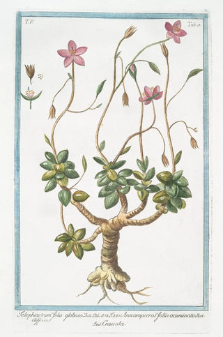 Giorgio Bonelli - Telephiastrum folio globoso Anacampseros foliis acuminatis Crassola Evergreen Orpine.webp