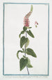 Teucrium tartaricum à feuilles cordées crénelées pétiolées Épis oblongs très denses otrzymany od uczonego Wagner Germandrée d'Asie centrale - Giorgio Bonelli — widok dzieła