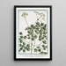 Thalictrum alpinum majeur à feuilles d'Aquilegia Talittro maggiore La rue des prés Rue des prés alpine - Giorgio Bonelli — oprawiony obraz na ścianie