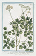 Thalictrum alpinum majeur à feuilles d'Aquilegia Talittro maggiore La rue des prés Rue des prés alpine - Giorgio Bonelli — widok dzieła