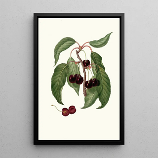 Giorgio Gallesio - Ciliega Napoletana Cerasus Duracina Hardfleshed cherry.webp