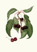 Cerise Napolitaine Cerasus Duracina Cerise à chair ferme - Giorgio Gallesio — widok dzieła