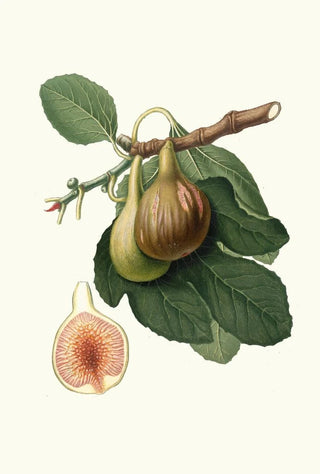 Giorgio Gallesio - Fico Portoghese Figs from Portugal.webp