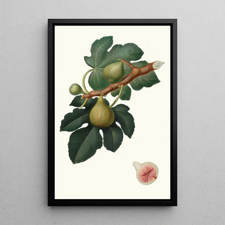 Giorgio Gallesio - Fico Regina Ficus carica sativa Fig.webp