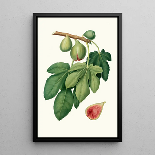Giorgio Gallesio - Fico verdone Ficus carica Fig.webp
