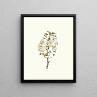 Giorgio Gallesio - Fiore di Giliegio Visciolo Pear tree flowers.webp