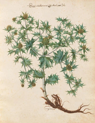Giovanna Garzoni - Piante varie Pl01.webp