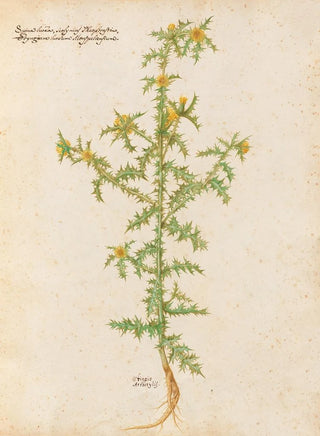 Giovanna Garzoni - Piante varie Pl02.webp