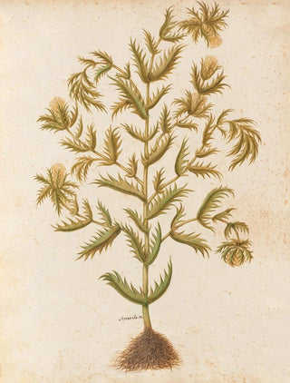 Giovanna Garzoni - Piante varie Pl03.webp