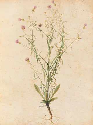 Giovanna Garzoni - Piante varie Pl04.webp