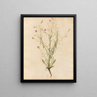 Giovanna Garzoni - Piante varie Pl04.webp