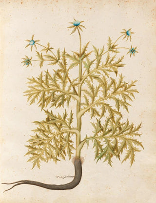 Giovanna Garzoni - Piante varie Pl06.webp