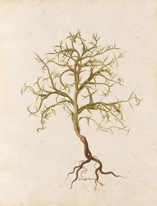 Giovanna Garzoni - Piante varie Pl07.webp