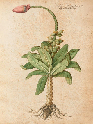 Giovanna Garzoni - Piante varie Pl08.webp