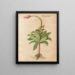 Giovanna Garzoni - Piante varie Pl08.webp