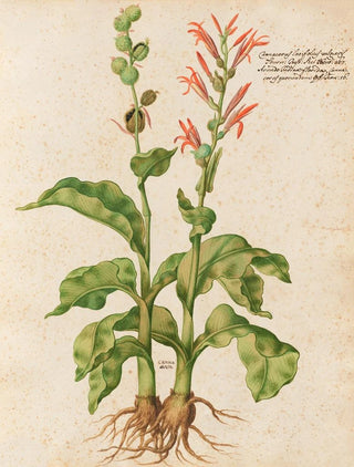 Giovanna Garzoni - Piante varie Pl09.webp