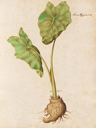 Giovanna Garzoni - Piante varie Pl10.webp