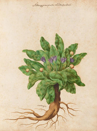Giovanna Garzoni - Piante varie Pl11.webp
