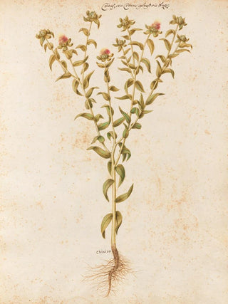 Giovanna Garzoni - Piante varie Pl12.webp