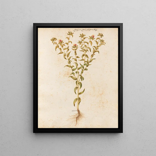 Giovanna Garzoni - Piante varie Pl12.webp