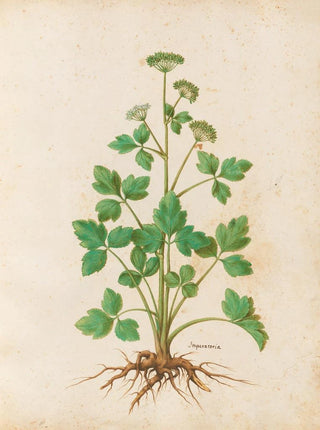Giovanna Garzoni - Piante varie Pl13.webp