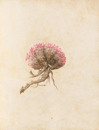 Giovanna Garzoni - Piante varie Pl14.webp