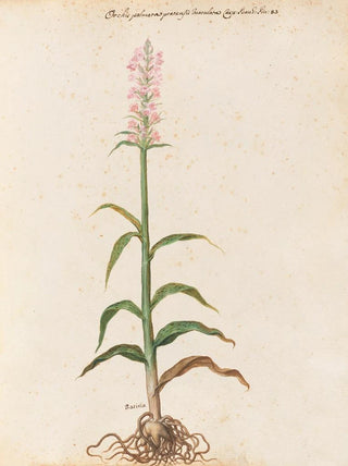 Giovanna Garzoni - Piante varie Pl15.webp