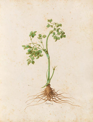 Giovanna Garzoni - Piante varie Pl16.webp