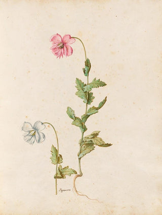 Giovanna Garzoni - Piante varie Pl17.webp