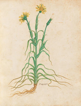 Giovanna Garzoni - Piante varie Pl18.webp