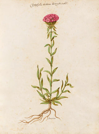 Giovanna Garzoni - Piante varie Pl19.webp