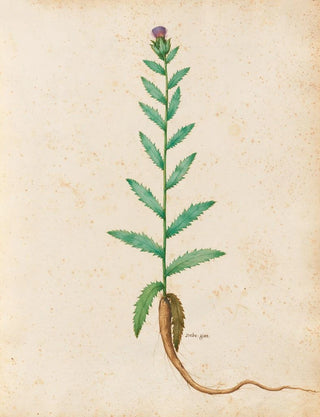Giovanna Garzoni - Piante varie Pl20.webp