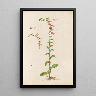 Giovanna Garzoni - Piante varie Pl21.webp