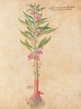 Giovanna Garzoni - Piante varie Pl22.webp